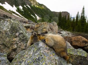 Canadian groundhog on stone boulders. Wildlife Canada.