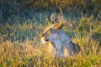 Lion in the wild in the African savannah. Lion - predator felines