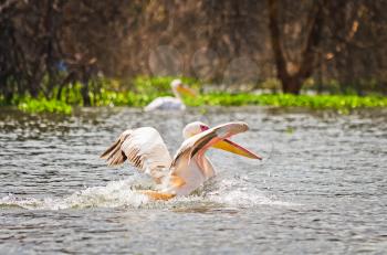 Pelican Bird in Africa. a Waterfowl Pelican