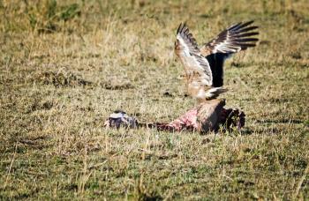 African eagle, bird of kenya. Bird of prey from the family of Eagles.