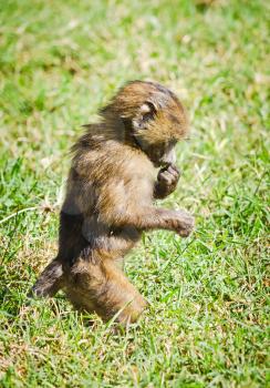 Baboon. Marmoset monkey African savannah. Baboon in their natural habitat