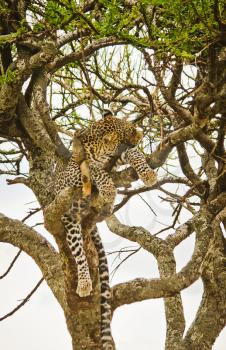 Leopard on a tree in its natural habitat in the African savannah. The predator of the cat family