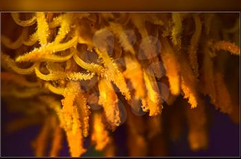Macro photo of wildlife, flowers and leaves of plants