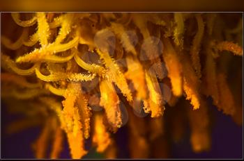 Macro photo of wildlife, flowers and leaves of plants