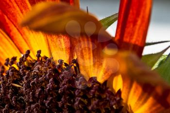 Macro photo of wildlife, flowers and leaves of plants