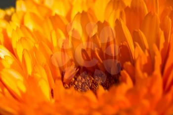 Macro photo of wildlife, flowers and leaves of plants