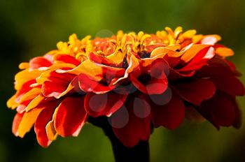 Macro photo of wildlife, flowers and leaves of plants