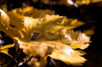 Macro photo of wildlife, flowers and leaves of plants