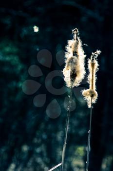 Macro photo of wildlife, flowers and leaves of plants