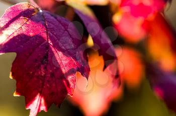 Macro photo of wildlife, flowers and leaves of plants