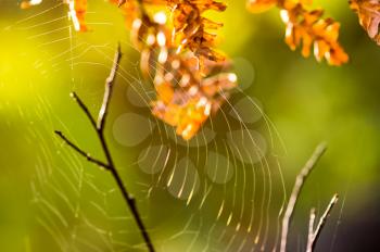 Macro photo of wildlife Spider web, trapping spider web. Macro photo of a spider web.