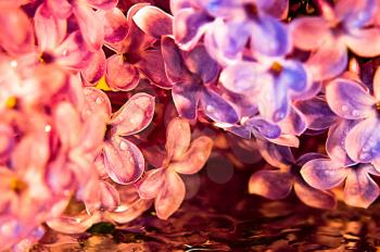 Lilac flowers near. Macro photo of lilac. Macro photo of wildlife, flowers and leaves of plants