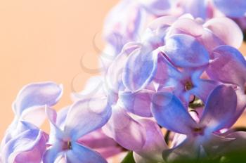 Lilac flowers near. Macro photo of lilac. Macro photo of wildlife, flowers and leaves of plants