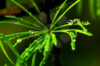 Macro photo of wildlife, flowers and leaves of plants