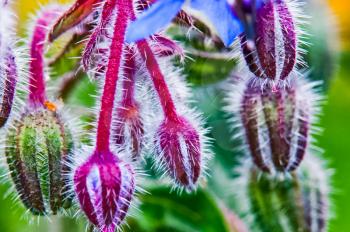 Macro photo of wildlife, flowers and leaves of plants