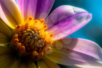 Macro photo of wildlife, flowers and leaves of plants