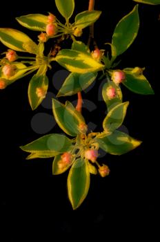 Macro photo of wildlife, flowers and leaves of plants