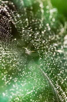 Macro photo of wildlife Spider web, trapping spider web. Macro photo of a spider web.