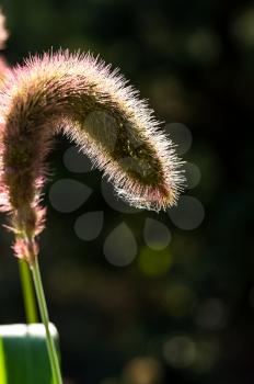 Macro photo of wildlife, flowers and leaves of plants