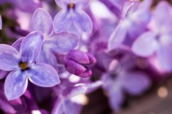 Macro photo of wildlife, flowers and leaves of plants