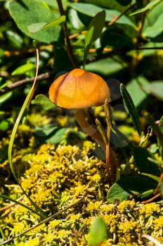 Macro photo of wildlife, flowers and leaves of plants