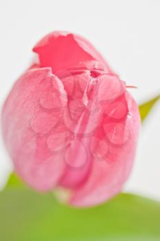 Macro photo of wildlife, flowers and leaves of plants