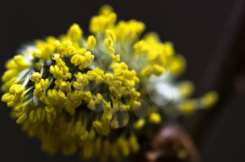 Macro photo of wildlife, flowers and leaves of plants