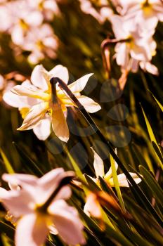 Macro photo of wildlife, flowers and leaves of plants