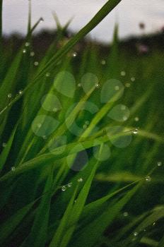 Green grass in the dew on the lawn. Macro photo of wildlife, flowers and leaves of plants