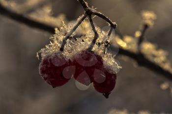 Frozen viburnum berries and in the snow. Macro photo of wildlife