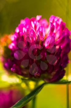 Macro photo of wildlife, flowers and leaves of plants