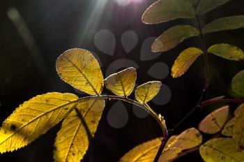 Macro photo of wildlife, flowers and leaves of plants