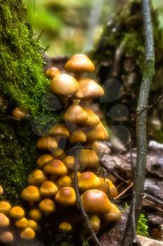 Macro photo of wildlife, flowers and leaves of plants