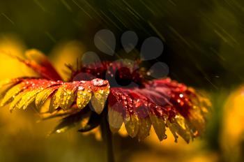 Macro photo of wildlife, flowers and leaves of plants