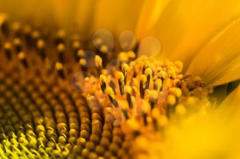 Macro photo of wildlife, flowers and leaves of plants