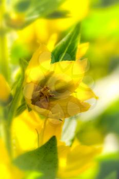 Macro photo of wildlife, flowers and leaves of plants