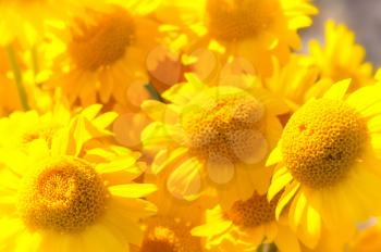 Macro photo of wildlife, flowers and leaves of plants