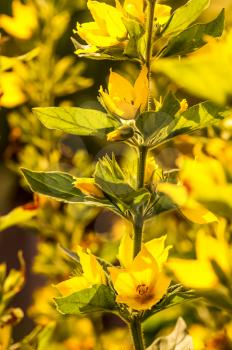 Macro photo of wildlife, flowers and leaves of plants