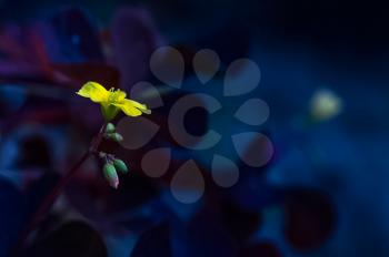 Macro photo of wildlife, flowers and leaves of plants