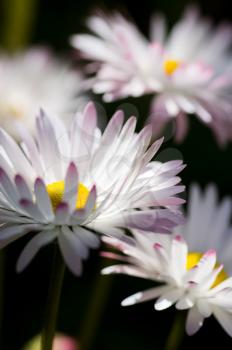 Macro photo of wildlife, flowers and leaves of plants