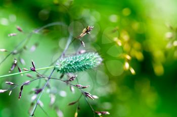 Macro photo of wildlife, flowers and leaves of plants