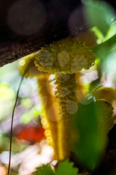 Macro photo of wildlife, flowers and leaves of plants