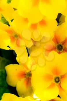 Macro photo of wildlife, flowers and leaves of plants