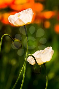 Macro photo of wildlife, flowers and leaves of plants