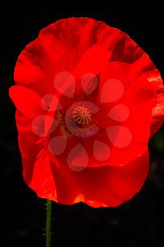 Red poppy flowers, closeup of poppy flowers