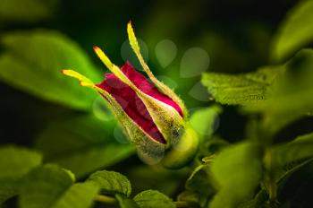 Macro photo of wildlife, flowers and leaves of plants