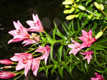 Flowers plants, beautiful flowering plants. Flowers plants, beautiful flowering plants