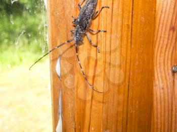 A bark beetle barbel bark beetle subfamily Scolytinae.