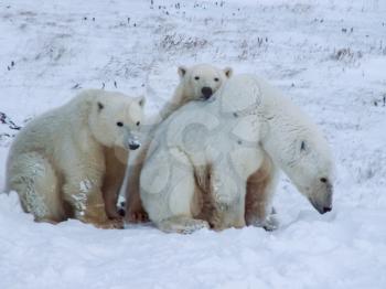 Family of polar bears on Wrangel Island Family of polar bears on Wrangel Island