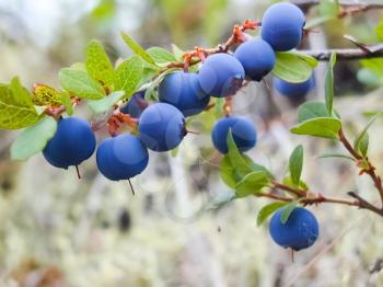Blueberry berry on a bush. Blueberry berry on a bush.